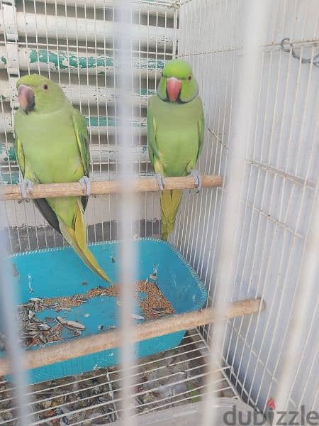 for sale ringneck parrot pair 3