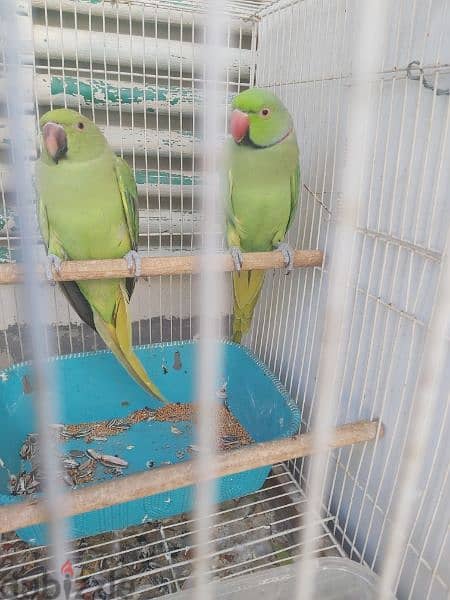 for sale ringneck parrot pair 4