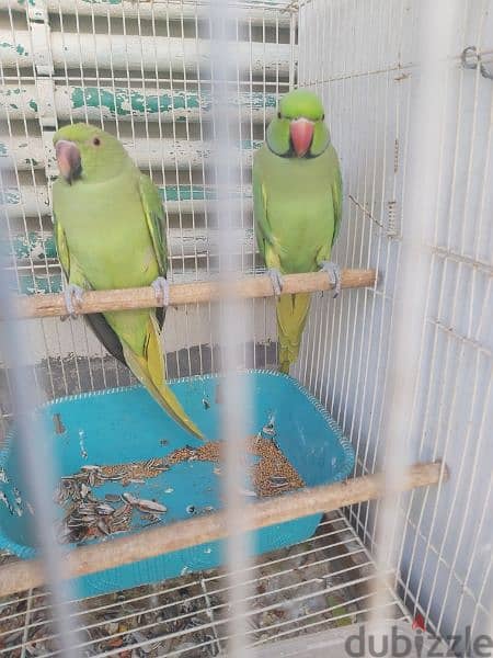 for sale ringneck parrot pair 5