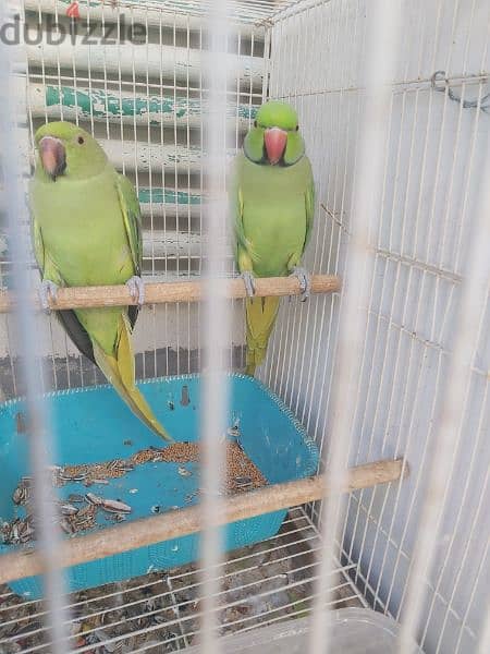 for sale ringneck parrot pair 6