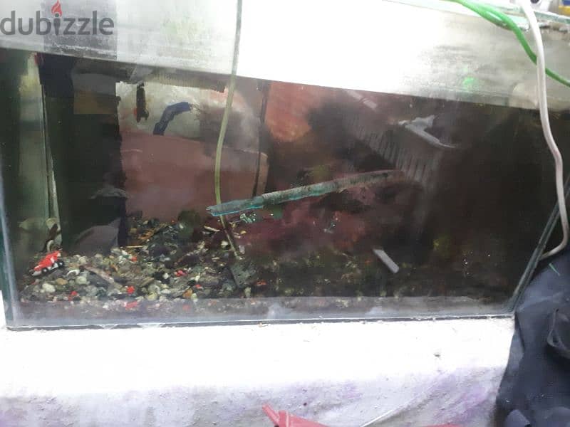 aquarium urgent for sale 0