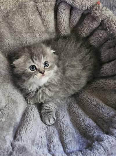 Scottish fold