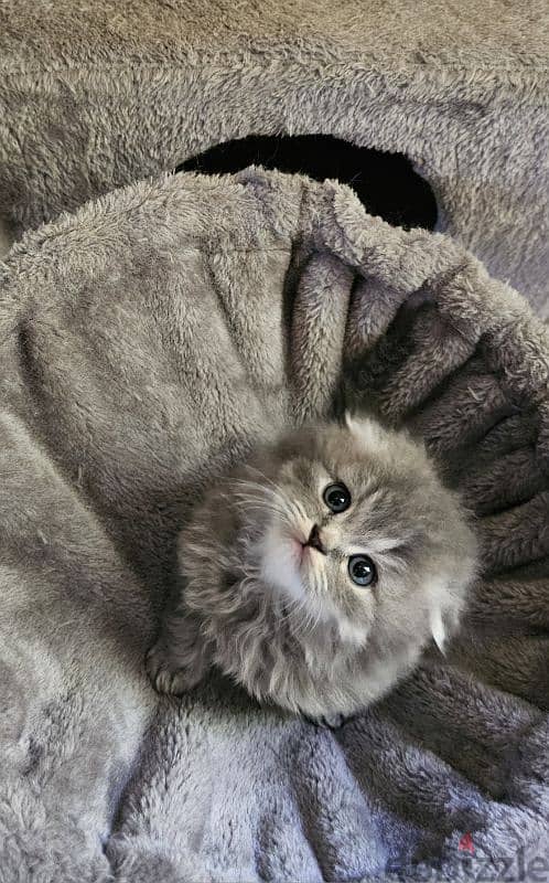 Scottish fold 1