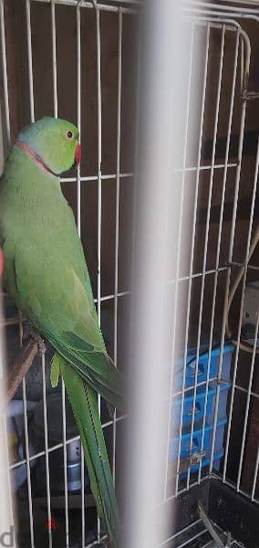 Parrot male for sale(no tammed) 0