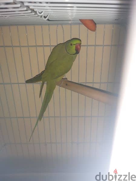 Parrot male for sale(no tammed) 1