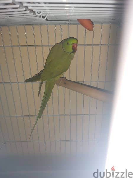 Parrot male for sale(no tammed) 2