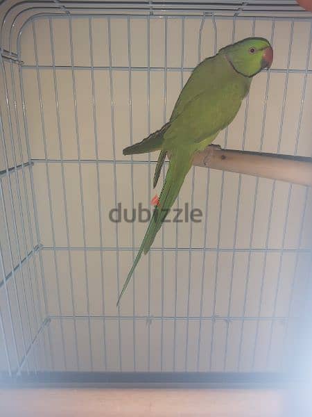 Parrot male for sale(no tammed) 3