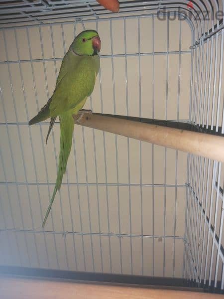 Parrot male for sale(no tammed) 4