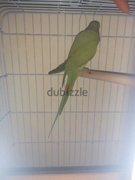 Parrot male for sale(no tammed) 5