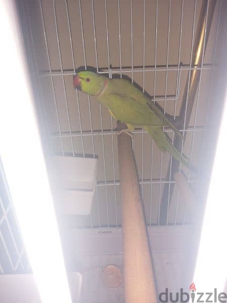 Parrot male for sale(no tammed) 6