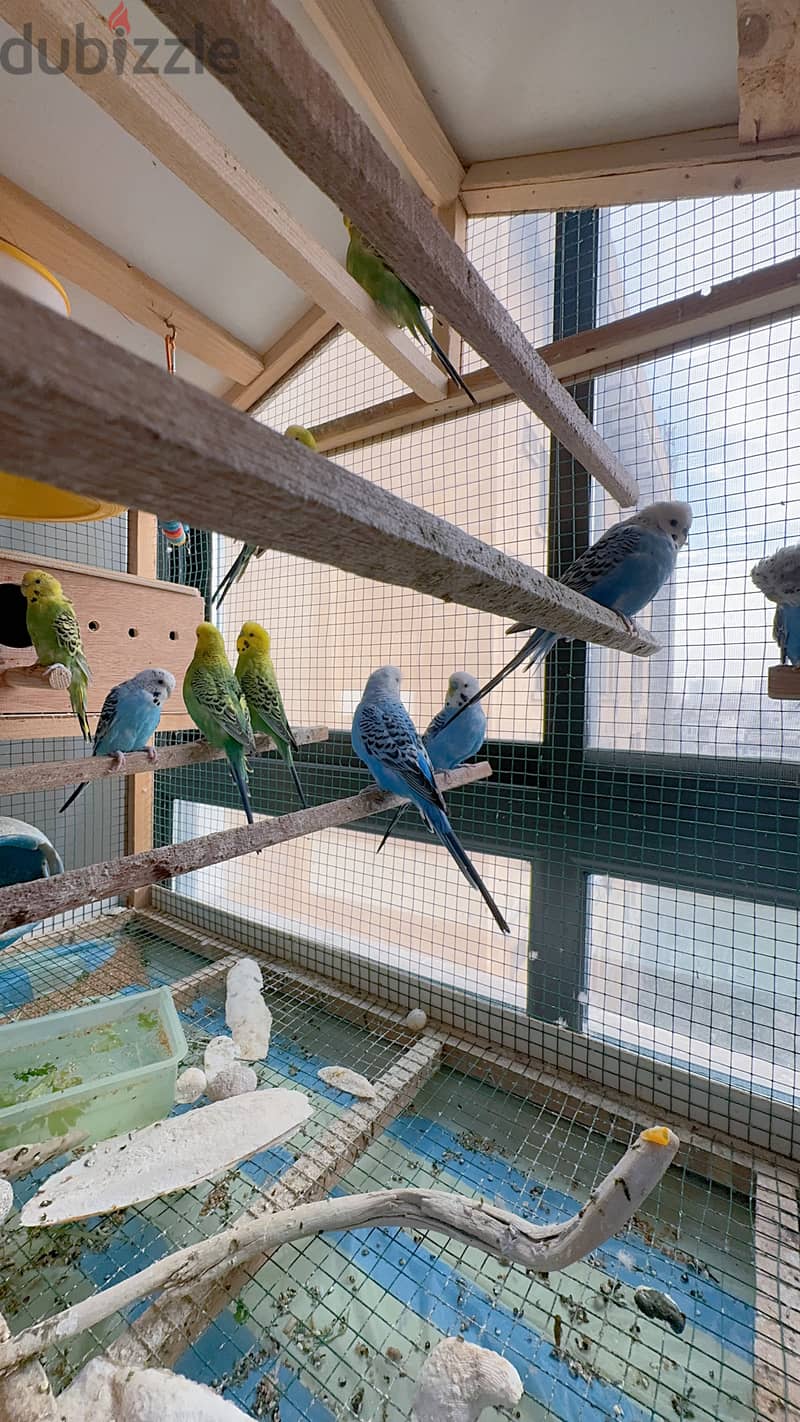 friendly n healthy budgies 1