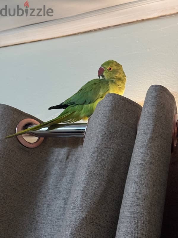 for sale green parrot 0