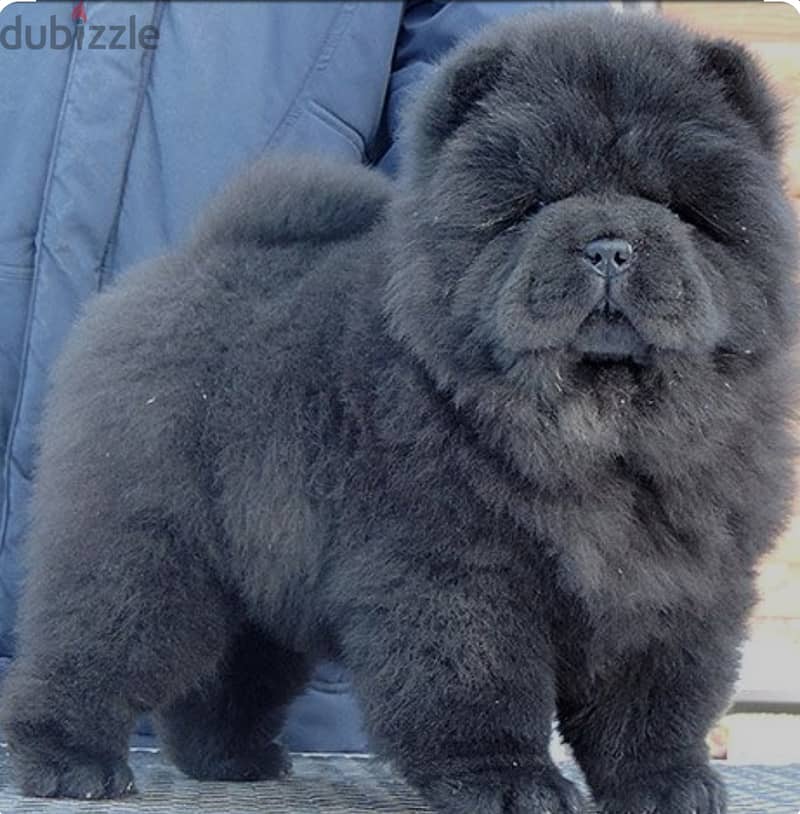 Chow Chow Puppies 0