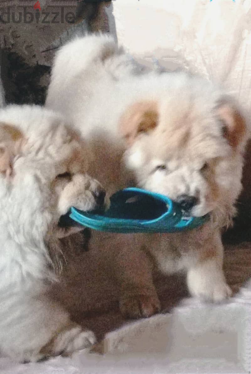 Chow Chow Puppies 1