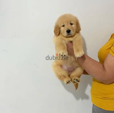 Golden retriever for sale . . WHATSAPP:‪ +1 (484),718‑9164‬