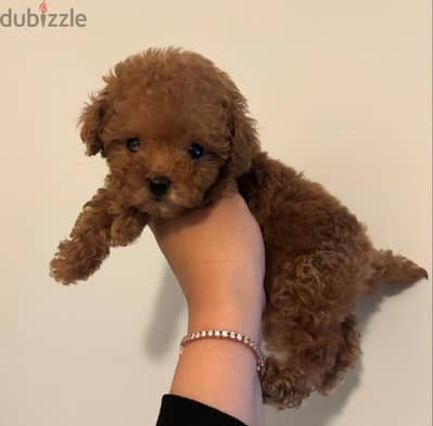 Small Poodle puppy for sale .   WhatsApp me +1 (908) 768‑4279