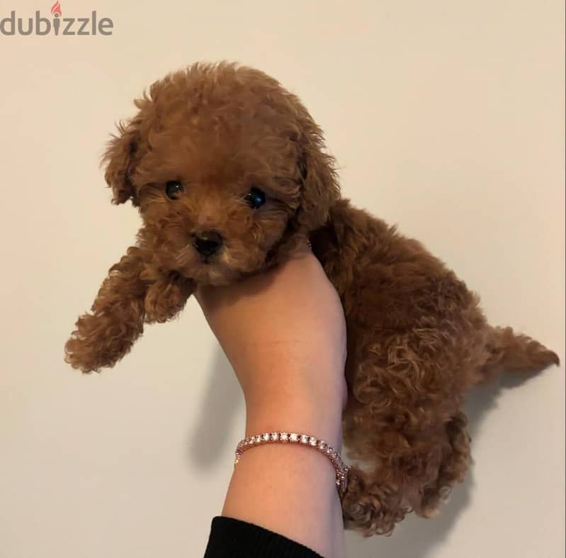 Small Poodle puppy for sale .  WHATSAPP +1(484)718‑9164‬ 0