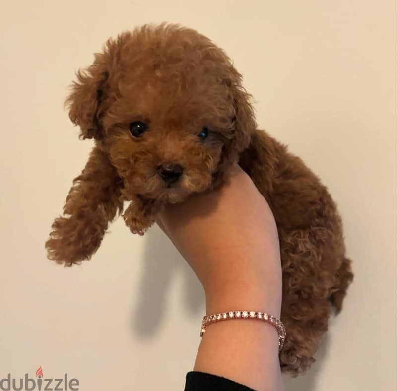 Small Poodle puppy for sale .  WHATSAPP +1(484)718‑9164‬ 1