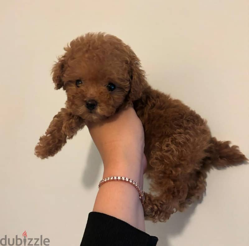 Small Poodle puppy for sale .  WHATSAPP +1(484)718‑9164‬ 2