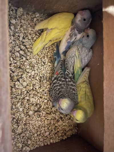 budgies