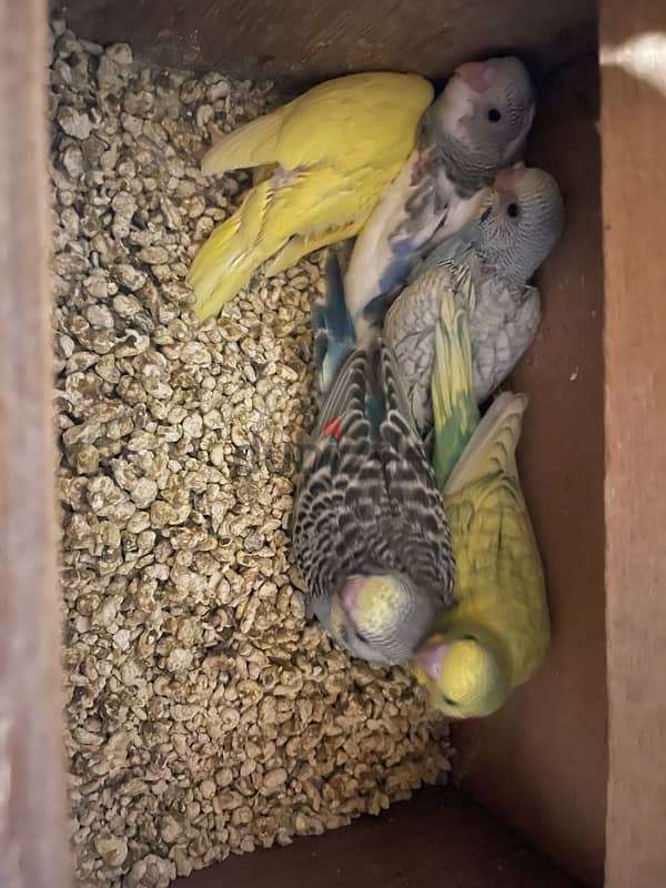 budgies breeding pair with 5 chicks 0