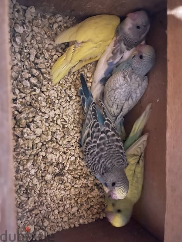 budgies breeding pair with 5 chicks 1