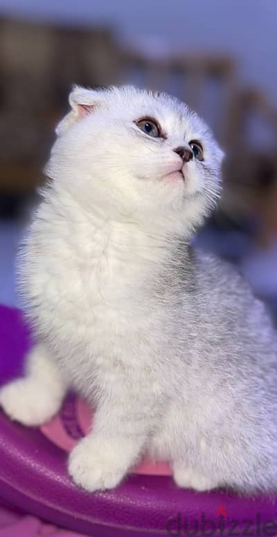 silver female kitten/ كتن نثيه