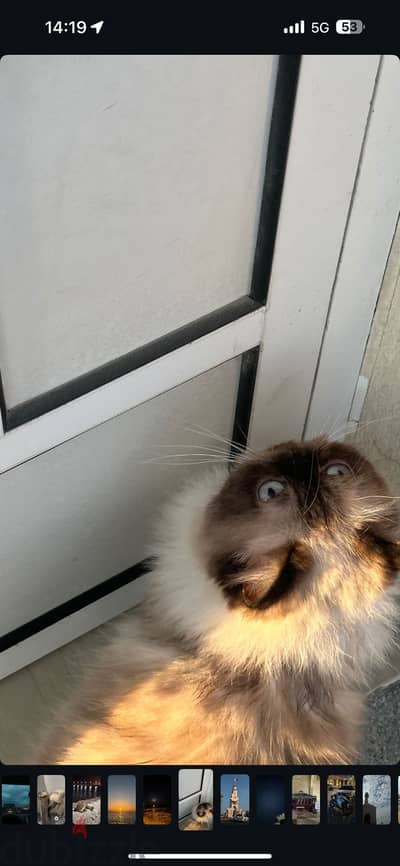 Himalayan cat