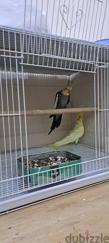 breeder pair 0