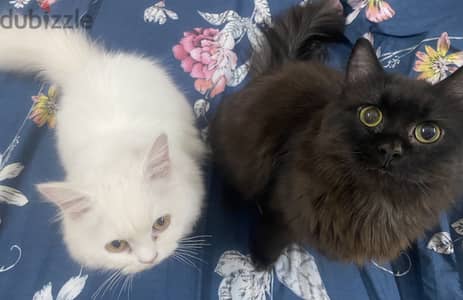 2 Cats for adoption