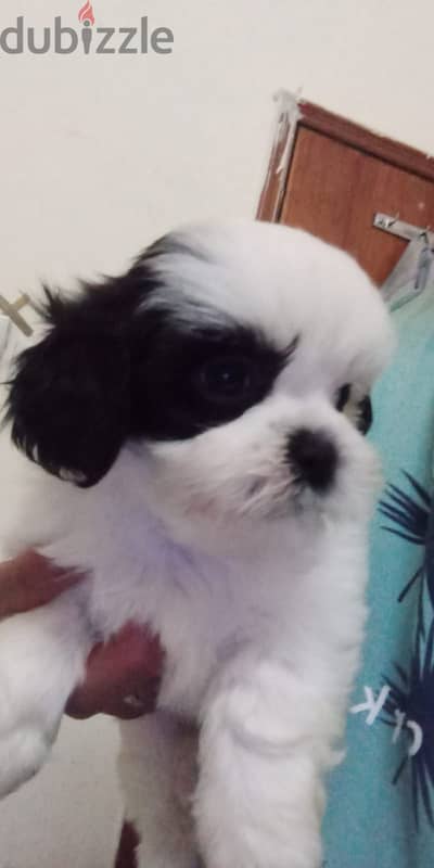 Female Shihytzu