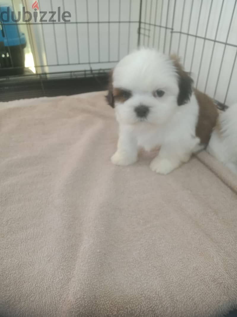 Female Shihytzu 2