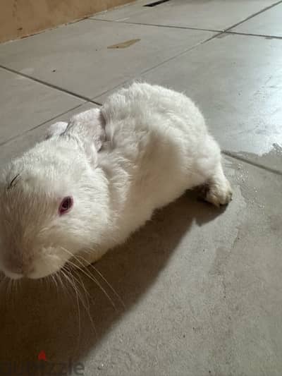 rabbit for sale