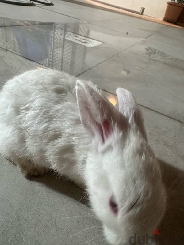 rabbit for sale 1