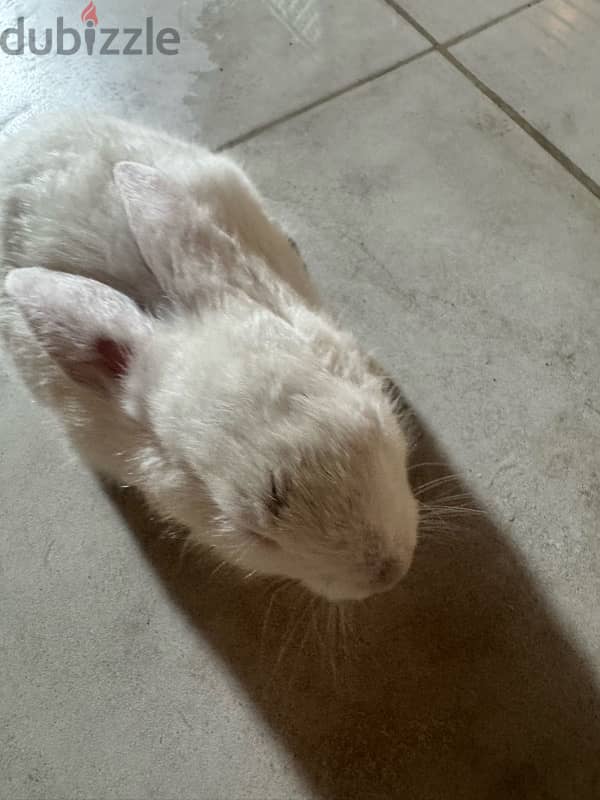 rabbit for sale 2