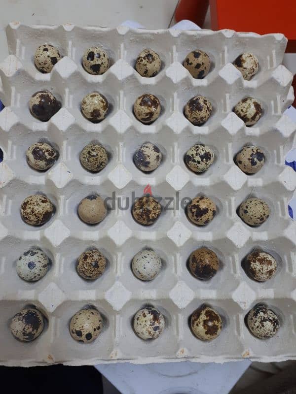 Quail eggs for sale. . 0