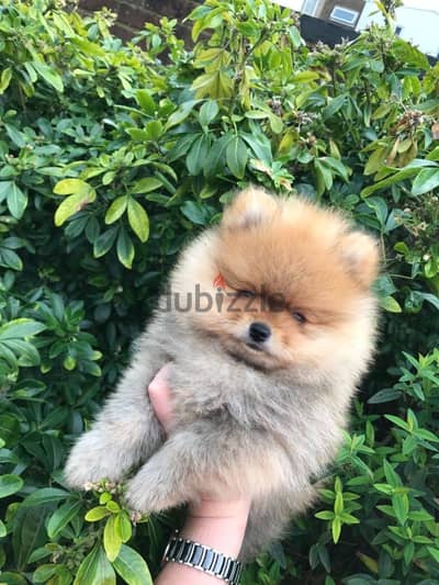 Pomeranian