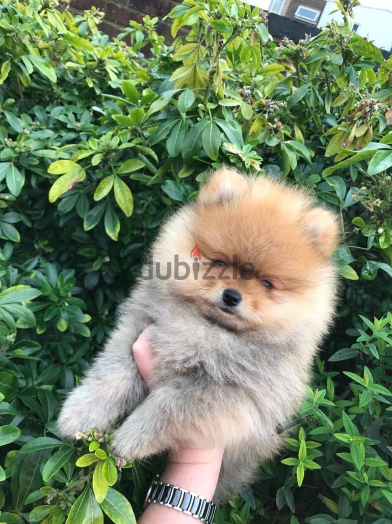 Pomeranian puppy for sale.   WhatsApp me +1 (908) 768‑4279 0