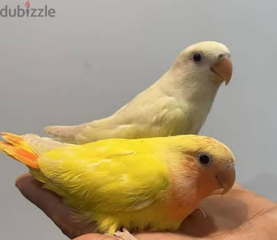 tamed love birds for sale. .