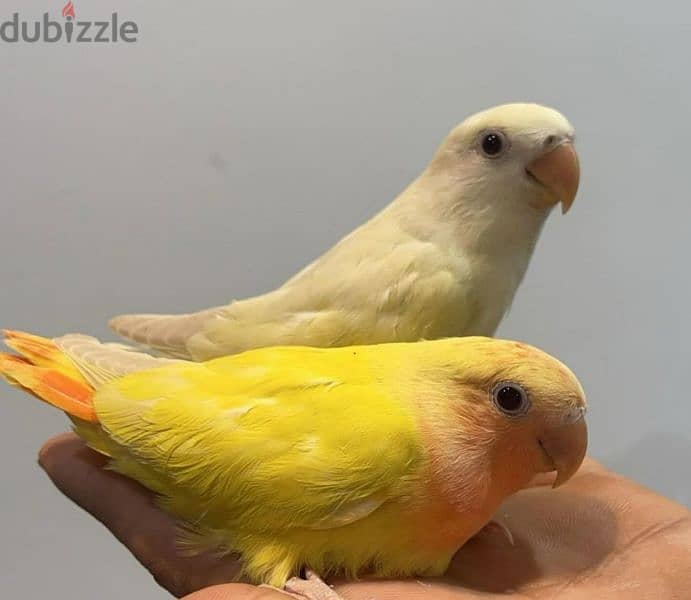 tamed love birds for sale. . 0