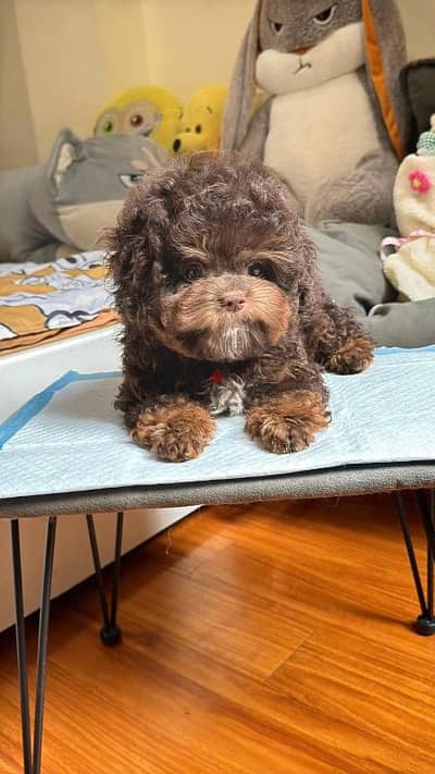 imported toy poodle choco tan