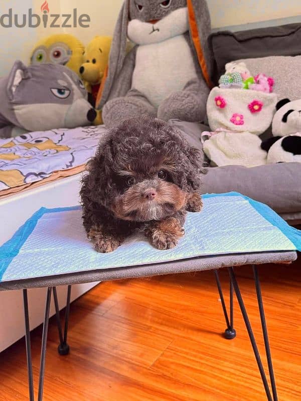 imported toy poodle choco tan 1