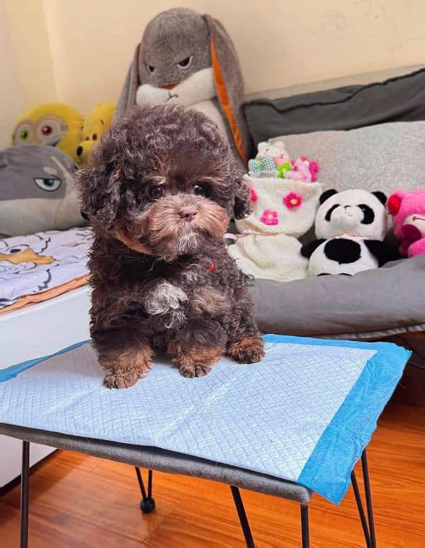 imported toy poodle choco tan 2