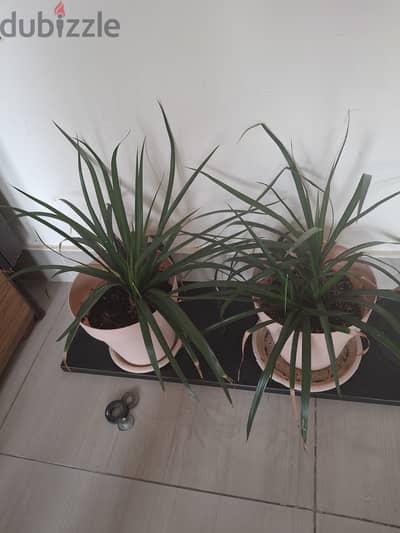 Plants for sale