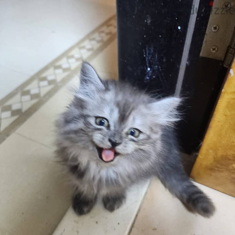 Himalayan kittens two and half month old  for sale 1