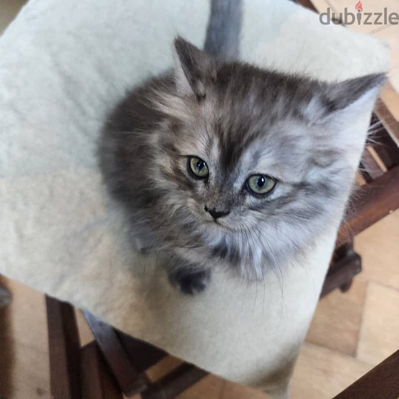 Himalayan kittens two and half month old  for sale 2