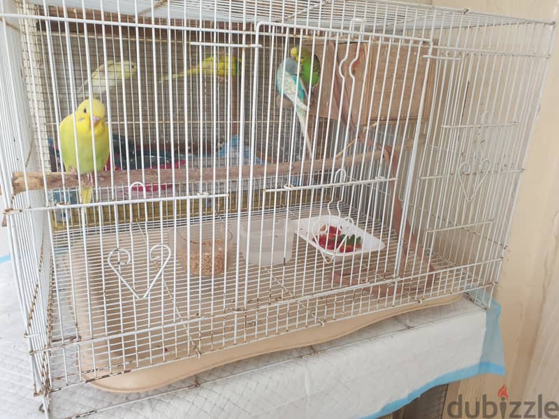 Urjent selling 6 birds 20bd with big cage 0