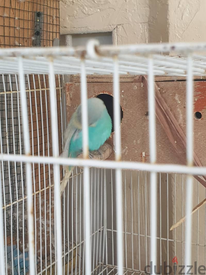 Urjent selling 6 birds 20bd with big cage 1