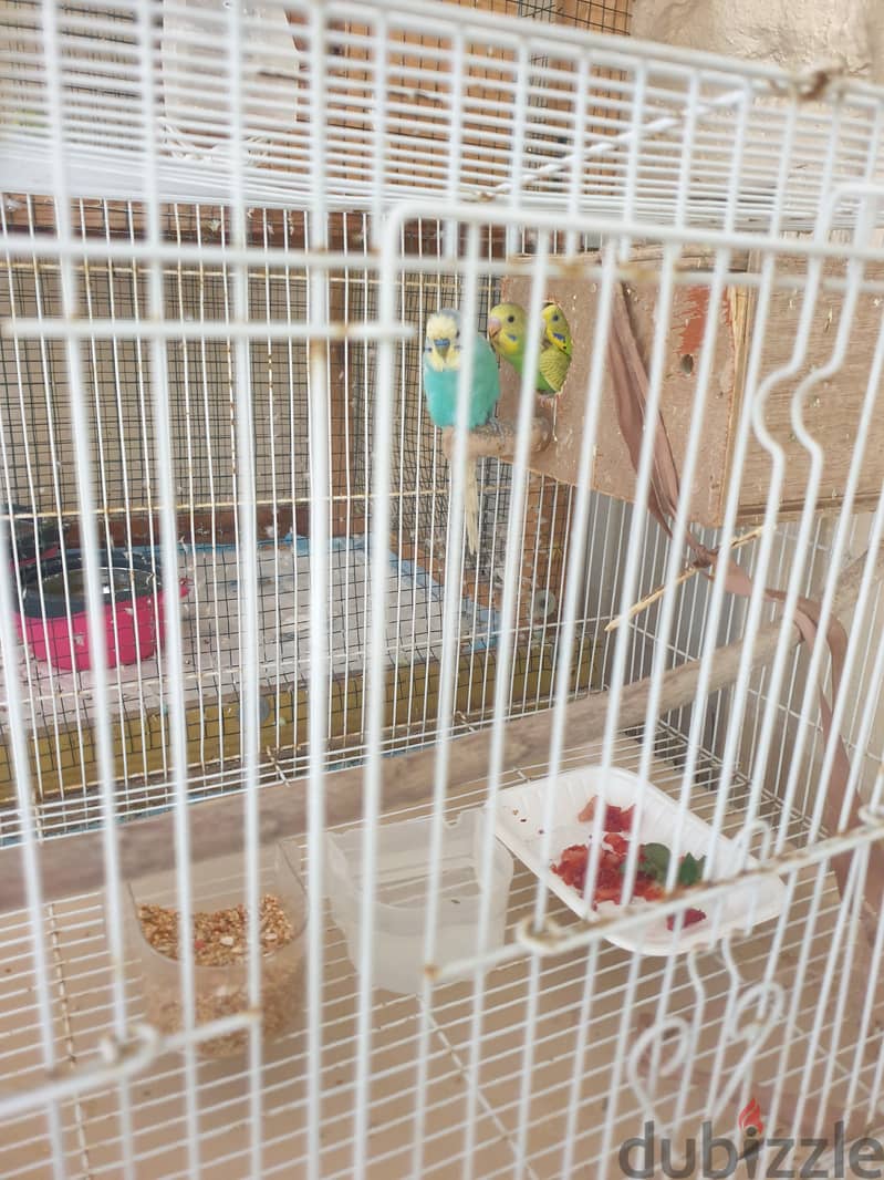 Urjent selling 6 birds 20bd with big cage 2