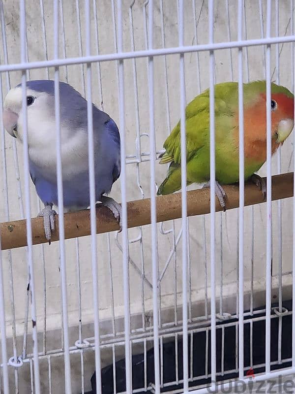 Love Birds 2